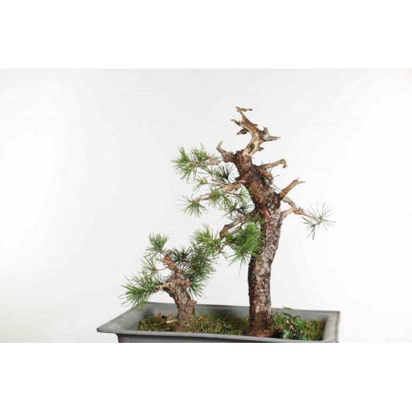 Pinus sylvestris - B1562