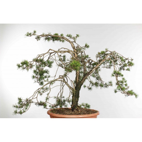 Pinus sylvestris - B1573