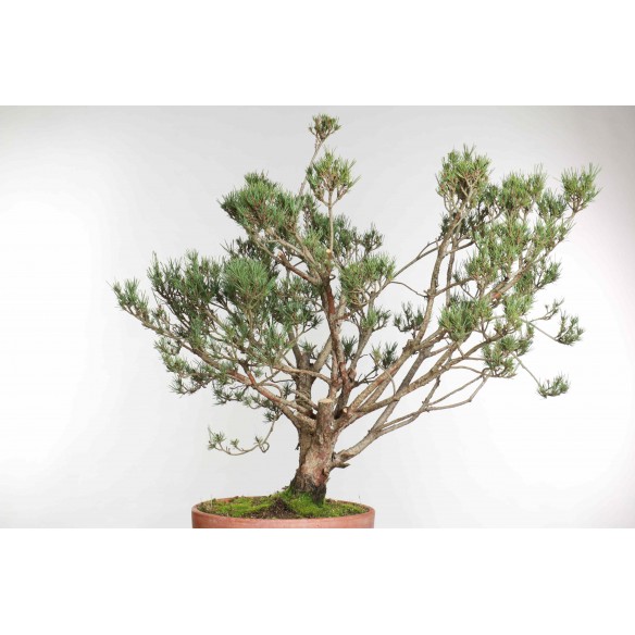 Pinus sylvestris 'watereri'...