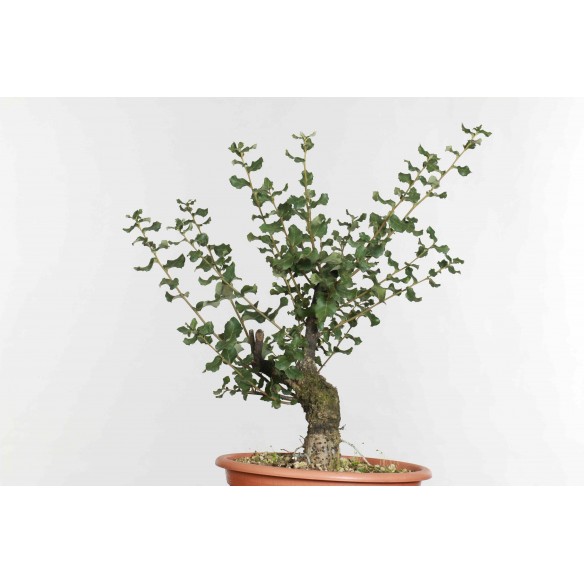 Quercus suber - B1605