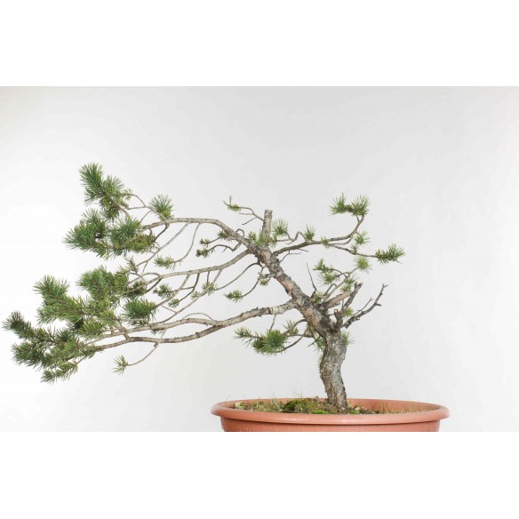 Pinus sylvestris - B1610