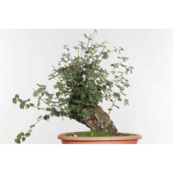 Quercus suber - B1612