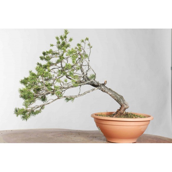Pinus sylvestris - B1621