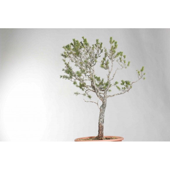 Pinus sylvestris - B1623