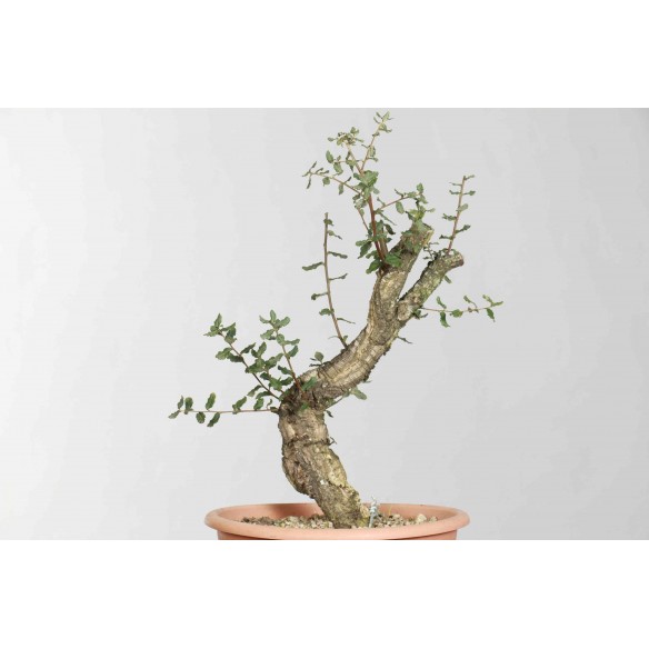 Quercus suber - B1624
