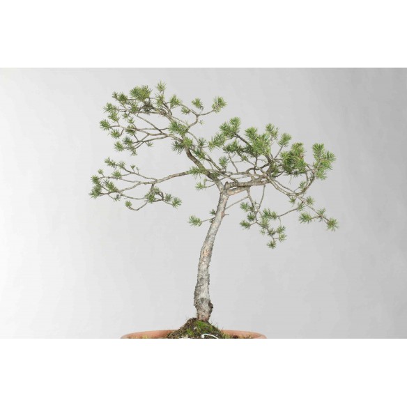 Pinus sylvestris - B1625
