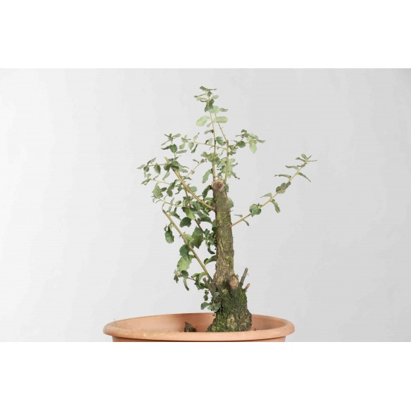 Quercus suber - B1626