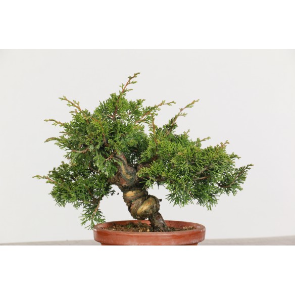 Juniperus chinensis...