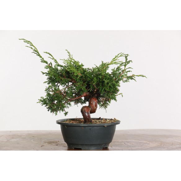 Juniperus chinensis...