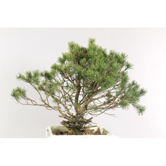Pinus sylvestris - B1898