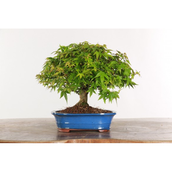 Acer palmatum 'Kiyohime' -...