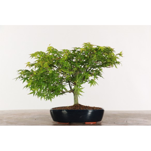 Acer palmatum 'Kiyohime' -...