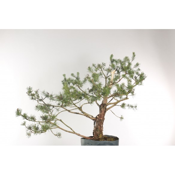 Pinus sylvestris - B1955