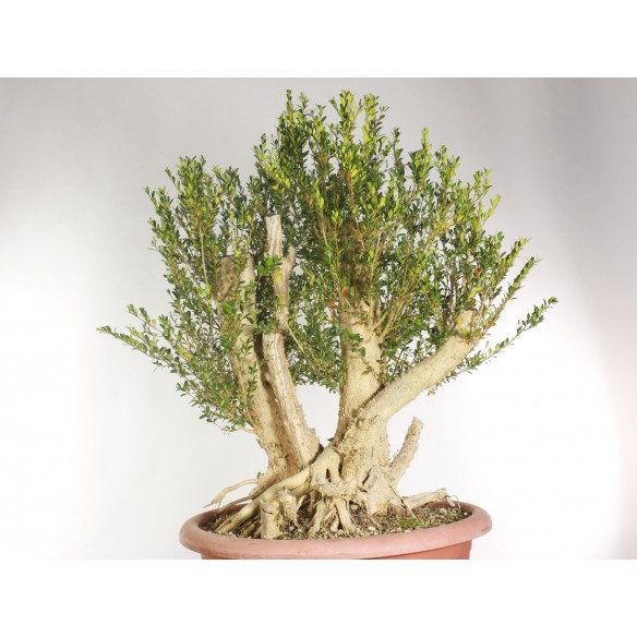Buxus sempervirens - B1961