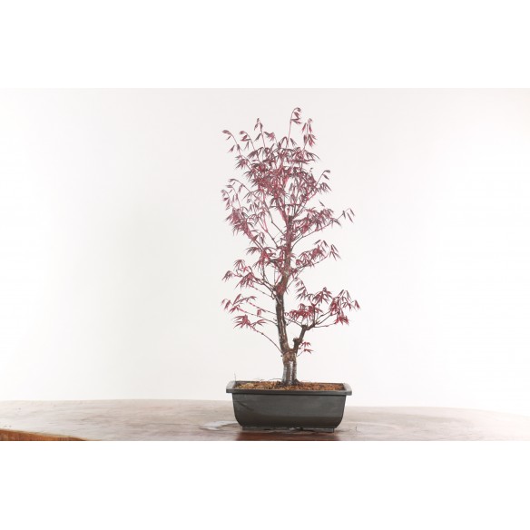 Acer palmatum 'nomura' - B2011