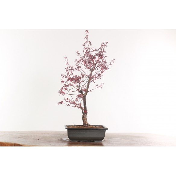 Acer palmatum 'nomura' - B2012