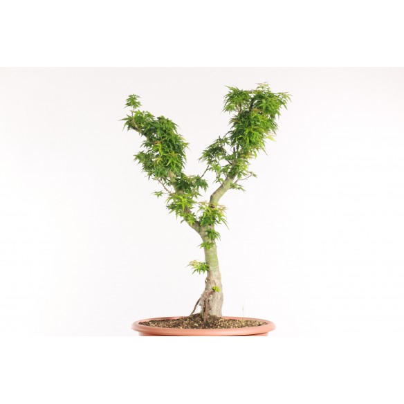 Acer palmatum 'Kotohime' -...