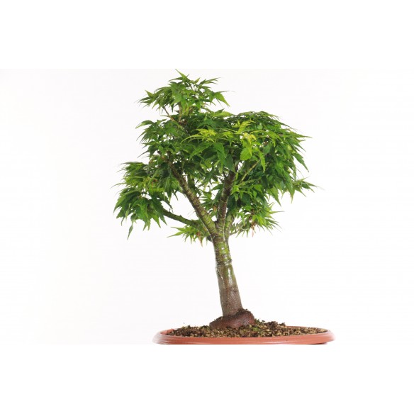 Acer palmatum 'Sharps...