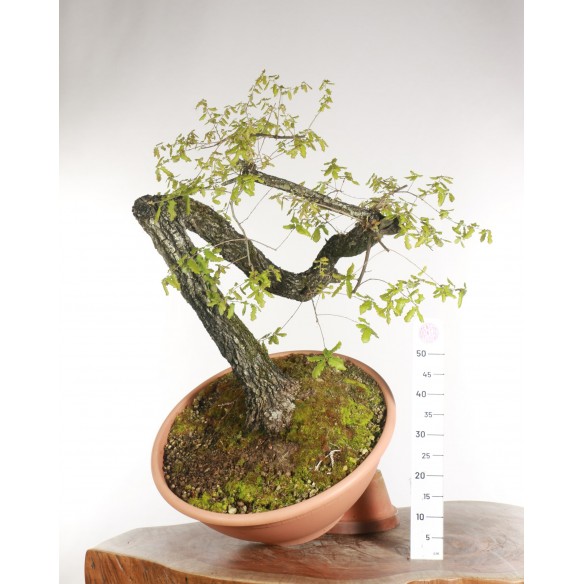 Quercus faginea - B2203