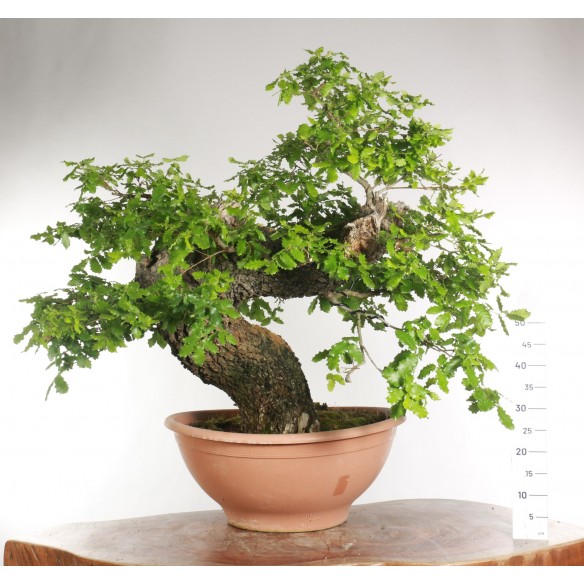 Quercus faginea - B2204