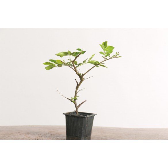 Ulmus 'geisha'