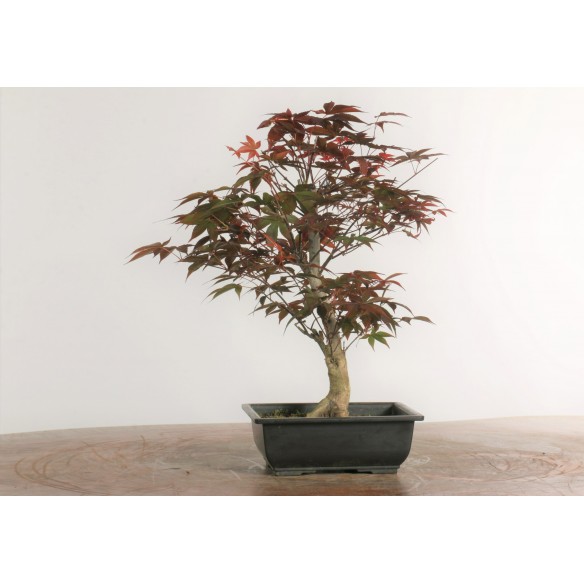 Acer palmatum 'nomura' - B2285
