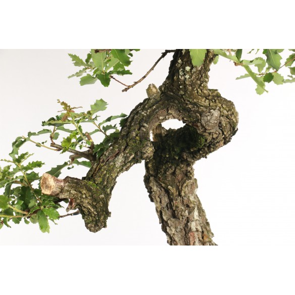 Quercus faginea - B2301