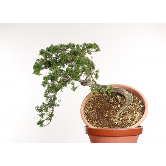 juniperus sabina - B2350