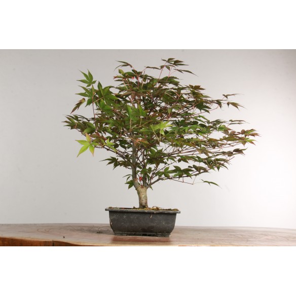 Acer palmatum 'nomura' - B2418