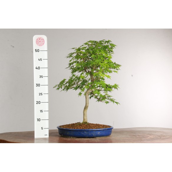 Acer palmatum 'katsura' -...