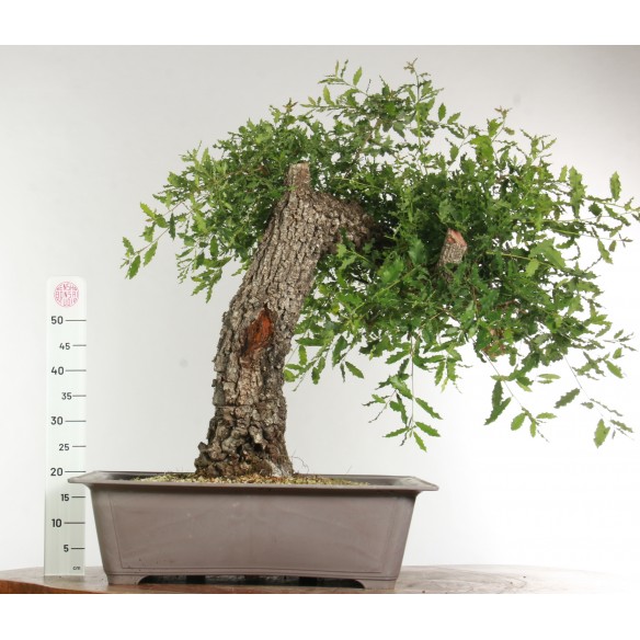 Quercus faginea - B2459