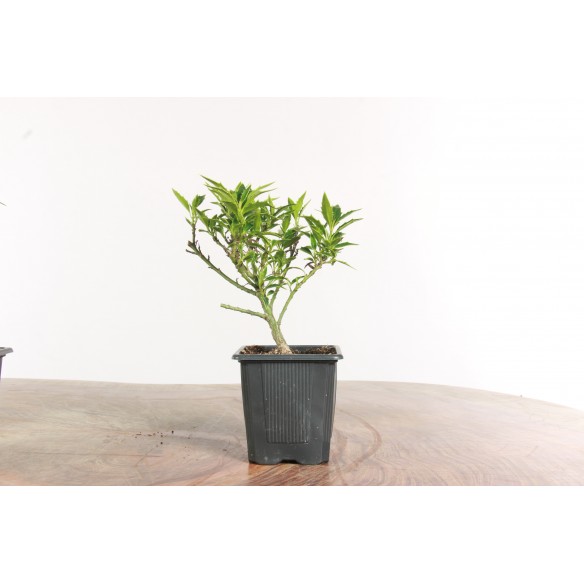 Ilex myrtifolia