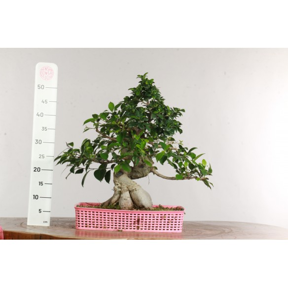 Ficus retusa - B2518