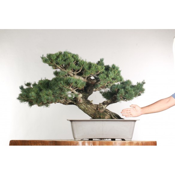 Pinus parviflora - B2525