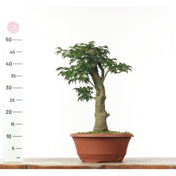 Acer palmatum 'Mikawa...
