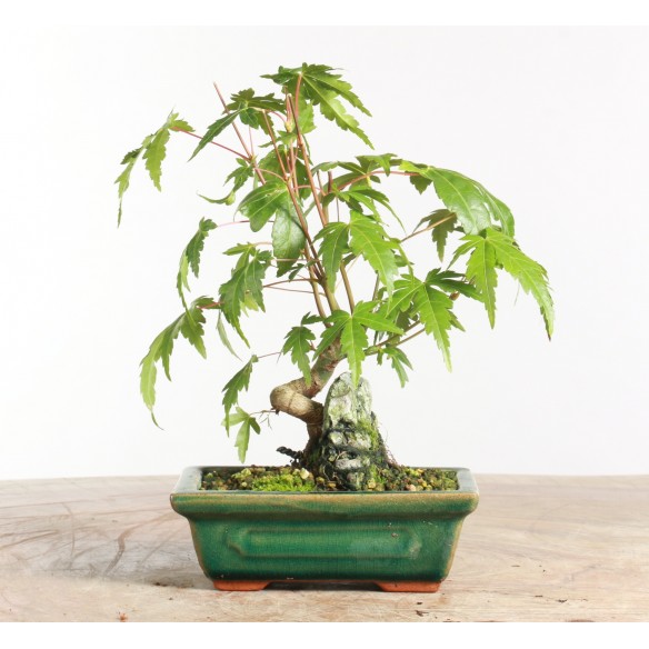 Acer palmatum 'yamamomiji'...