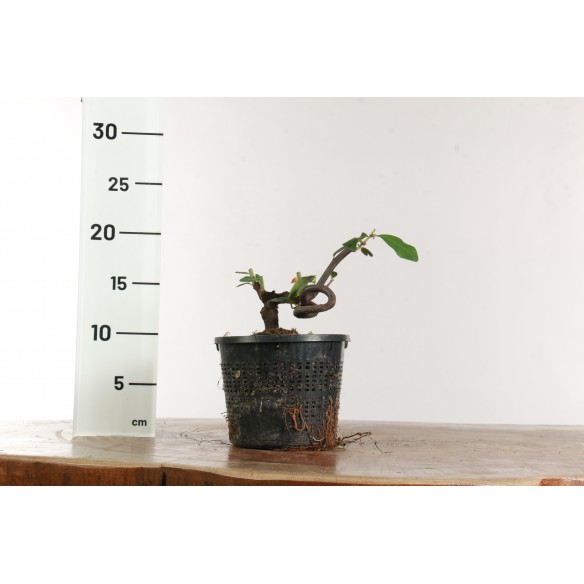 Pseudocydonia sinensis - B2618