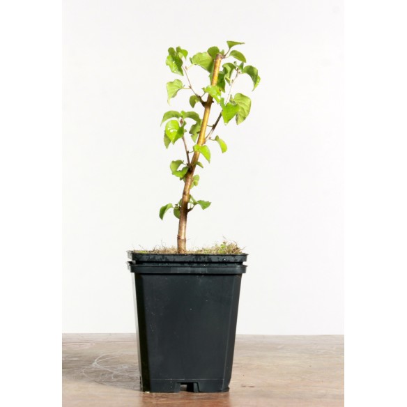 Prunus mahaleb