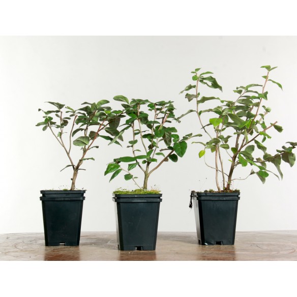 Elaeagnus umbelata