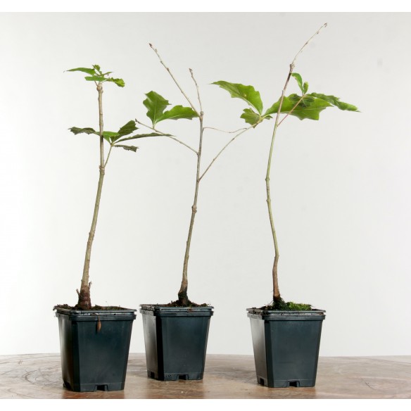 Quercus rubra - Carvalho...