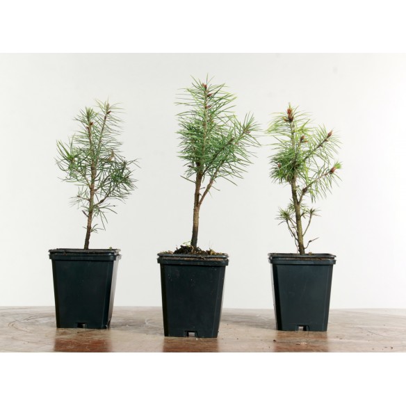 Pseudotsuga menziesii