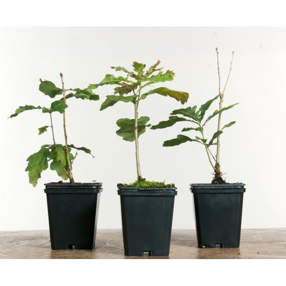 Quercus robur
