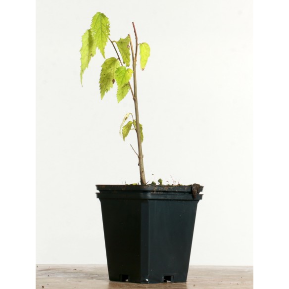Celtis australis