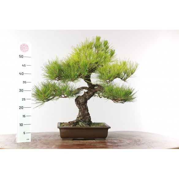 Pinus thunbergii - B2684