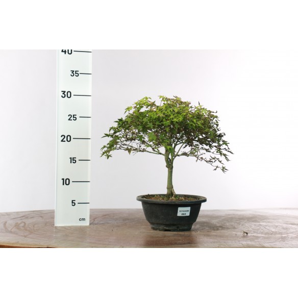 Acer palmatum 'Kiyohime' - 2