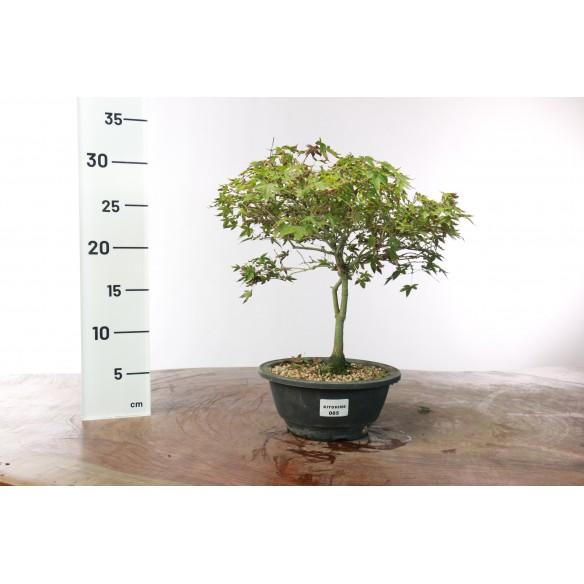 Acer palmatum 'Kiyohime' - 5