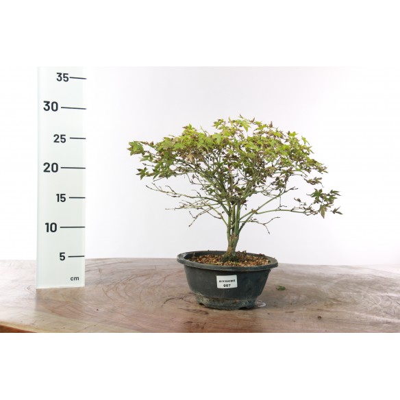 Acer palmatum 'Kiyohime' - 7
