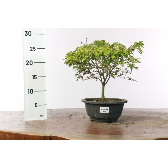 Acer palmatum 'Kiyohime' - 15