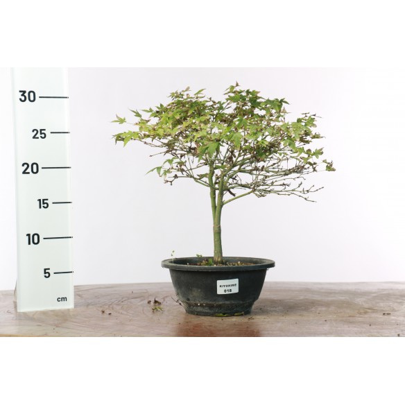 Acer palmatum 'Kiyohime' - 18
