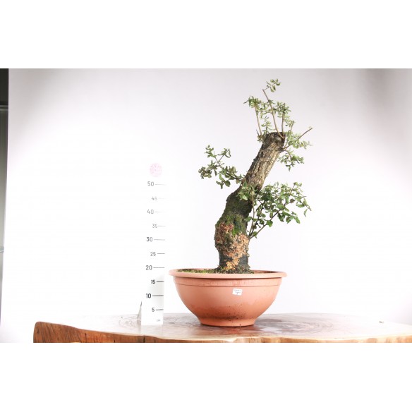 Quercus suber - 8